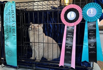 DnK (DeeNKa) British Shorthair Breeder - Rosevears - TAS