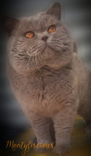 RB Brits - British Shorthair Cat Breeder - Leichardt, VIC