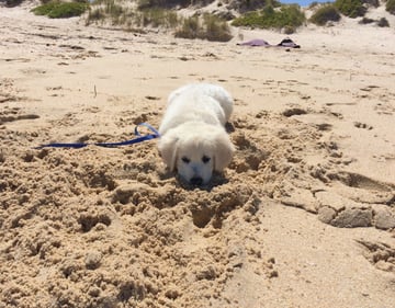 BERNSEA Golden Retrievers - Pedigree breeder in Perth, WA