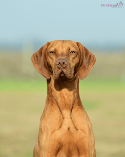 Abbiestar Vizslas - Hungarian Vizsla Breeder - Melbourne, VIC
