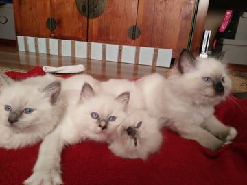 Canberra Ragdolls - Ragdoll Cat Breeder - Canberra, ACT