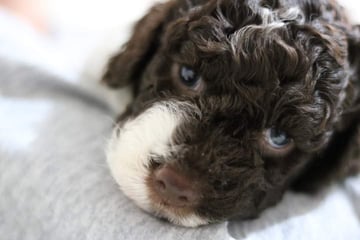 Alandria Lagotto - Lagotto Romagnolo - Brisbane, QLD