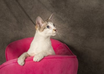 Carbonel Siamese & Oriental Cats - Penna, TAS