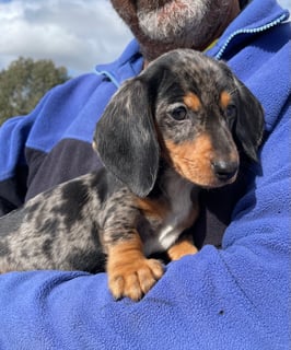 Kenda Park-  Dachshund (mini) Breeder - Bathurst, NSW