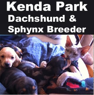 Kenda Park-  Sphynx Cat Breeder - Bathurst, NSW