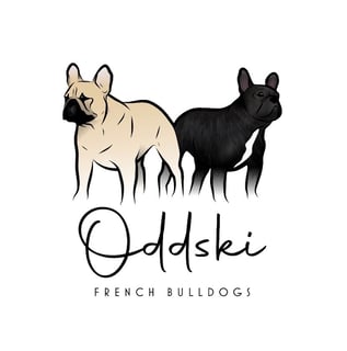 ODDSKI French Bulldogs Adelaide, SA ODDSKI French Bulldogs Adelaide, SA