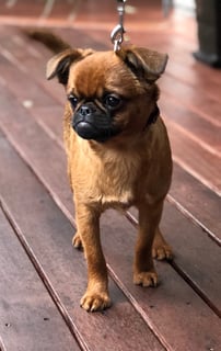 Nagpuni Griffons - Griffon Bruxellois Breeder - Sydney, NSW Nagpuni Griffons - Griffon Bruxellois Breeder - Sydney, NSW