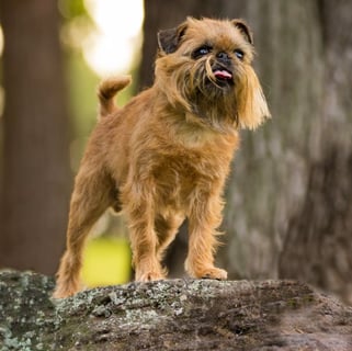 Nagpuni Griffons - Griffon Bruxellois Breeder - Sydney, NSW