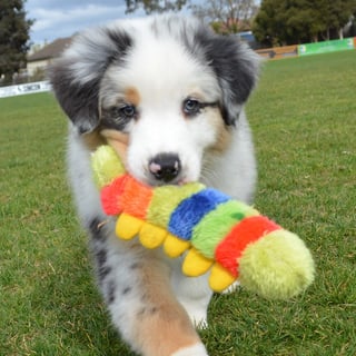 Acappelia Australian Shepherds - Bendigo, VIC