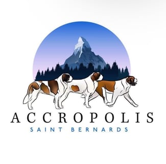 Accropolis Saint Bernards - Saint Bernard Breeder - Perth, WA