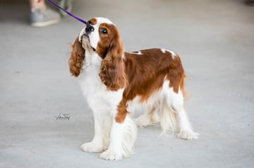 ABERLOUR Cavaliers - ANKC Cavalier King Charles Spaniel Breeder - Toowoomba, QLD