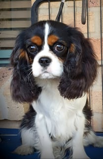 Edenridge Cavaliers - Cavalier King Charles  & Tibetan Spaniel Breeder - Paxton, NSW