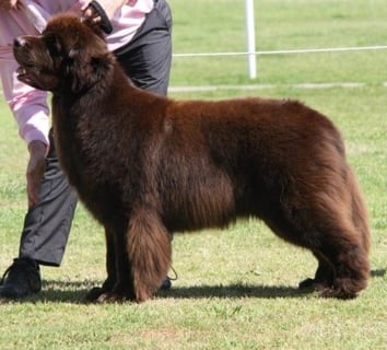 Magnewficent - Newfoundland Breeder - Maitland, NSW