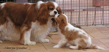 TresCaval Cavaliers - Cavalier King Charles Spaniel Breeder - Perth, WA