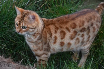 Majestic Paws Bengal Cats - Ballarat, VIC