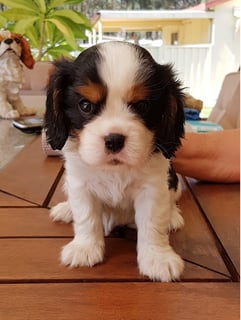 Konavan Kennels - Cavalier King Charles Spaniel Breeder - Richmond, NSW