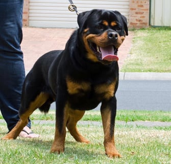 Zammerhitz Rottweilers - Rottweiler Breeder - Sydney, NSW