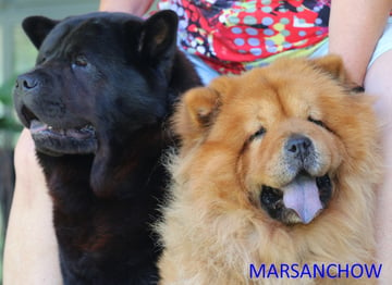 Marsanchow Chow Chow Breeder - Albion Park, NSW