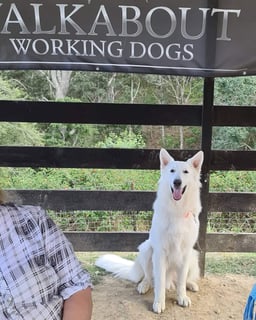 Baxsiter White Swiss Shepherds