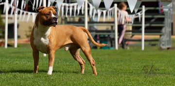 Staffwild American Staffordshire Terriers - Brisbane, QLD