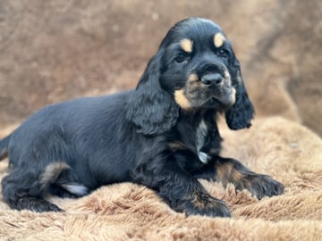 Linhope - Cocker Spaniel and mini dachshund breeder Geelong, VIC