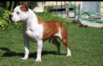 EMERALDISLES KENNELS - American Staffordshire Terrier Breeder - Sydney, NSW