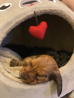 Fluermack Miniature and Standard Long Dachshunds - Trentham Cliffs, NSW