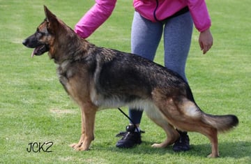 Freundhund Kennels - German Shepherd Breeder - Sydney, NSW