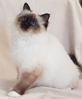 Jodalyn Birmans - Birman Cat Breeder - Ningi, QLD