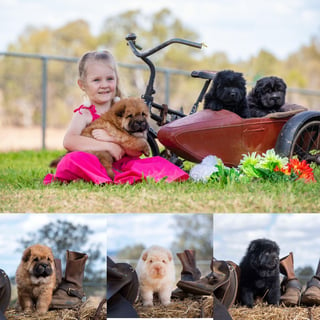 WrinkleTown Shar Pei Breeder - Calvert QLD