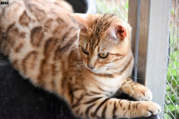 Catamount Bengals - Bengal Cat Breeder - Brisbane, QLD