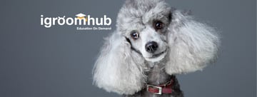 igroomhub - Grooming Education & Training Online