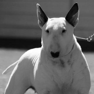 Corajoso Kennels - Bull Terrier Breeder - Western Sydney, NSW