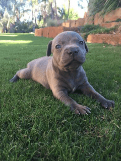 PHASEBLU - Staffordshire Bull Terriers - Bendigo, VIC