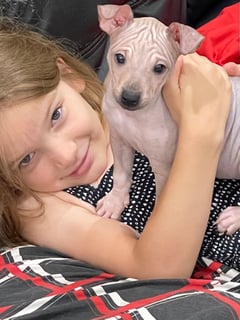 Lilcracka Kennels - American Hairless Terrier & Staffordshire Bull Terrier Breeder - Greenbank, QLD