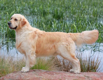 Camuka Golden Retrievers - Ballarat, VIC