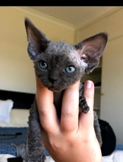 Bellaindra Devon Rex breeder - Young, NSW