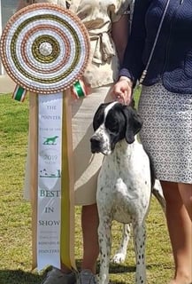 ATEASE POINTERS - German Shorthaired Pointers, Hungarian Vizsla, Pointer Breeder - Castle Hill, NSW