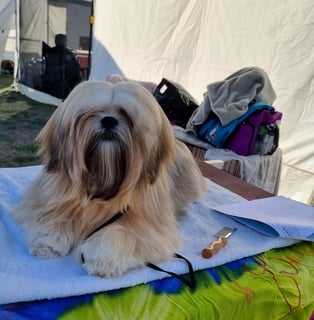 Rubichi Kennels - Lhasa Apso Breeder - Nth Vic