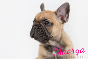 Maorga - French Bulldog Breeder - Gatton, QLD 