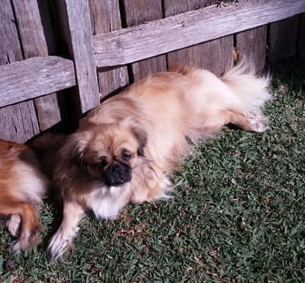 Eljamamn  - Tibetan Spaniel Breeder - Western Sydney, NSW