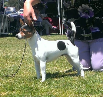 Tentella Tenterfield Terriers DROUIN, Vic
