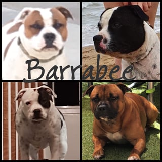 Barrabee Staffordshire’s - Staffordshire Bull Terrier Breeder - Bowen, QLD