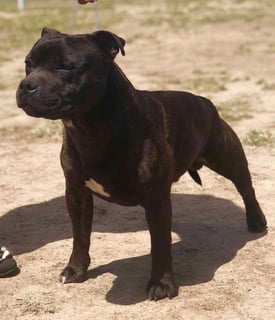 Quantumstaff  - Staffordshire Bull Terrier Breeder - Southern Highlands, NSW