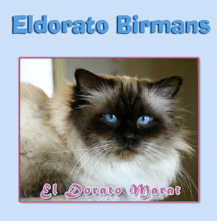 El Dorato Birmans - Birman Breeders Aust - Melbourne, Victoria