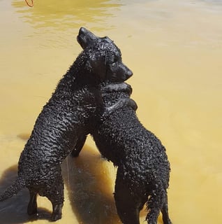 Curlbrook Curly coated Retrievers - Breeder, Taradale Victoria