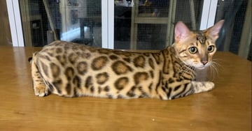 MYSTICAURA Bengals - Bengal Cat Breeder - Sydney, NSW