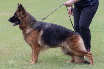 Landaverg Kennels - German Shepherd Breeder - Aldavilla, NSW