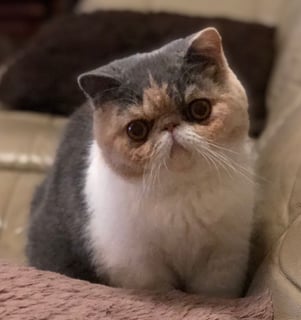 Teddy Bear Cats - Exotic and Persian Cat Breeder - Tamborine, QLD