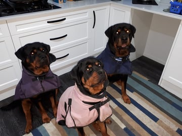 Zzark Rottweiler - Rottweiler Breeder - Brisbane, QLD